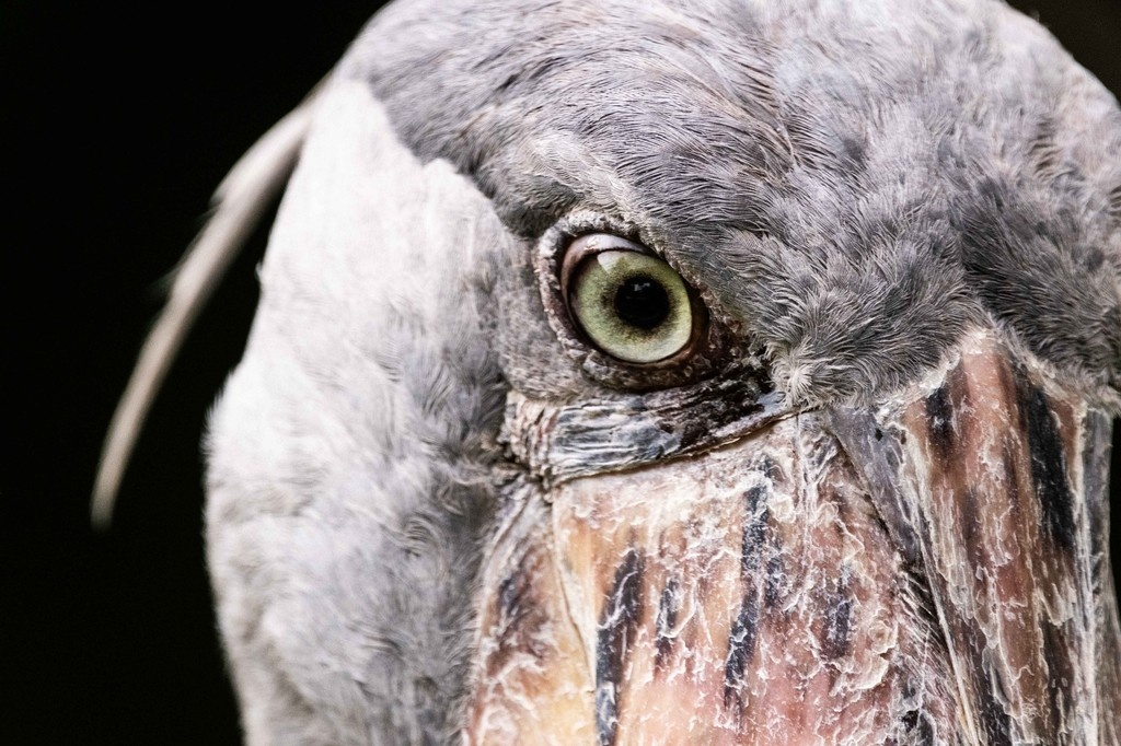 On #WorldConservationDay, I’m sharing a moment with the shoebill stork—one of the most extraordinary birds I’ve seen. His name is Sushi.

A quiet reminder of what we risk losing.

There’s only one Earth. Let’s protect it!

#ConservationMatters #sushi