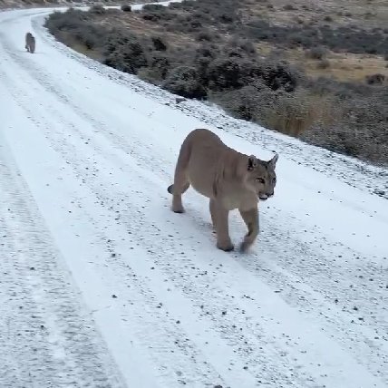 Canal4Esquel's tweet image. Silencio en la Ruta: Detienen el auto y tres pumas aparecen entre los matorrales
“No hables…”: el escalofriante momento en que una familia se topó con tres pumas en plena ruta.
#encuentroconpumas
canal4esquel.com.ar/silencio-en-la…