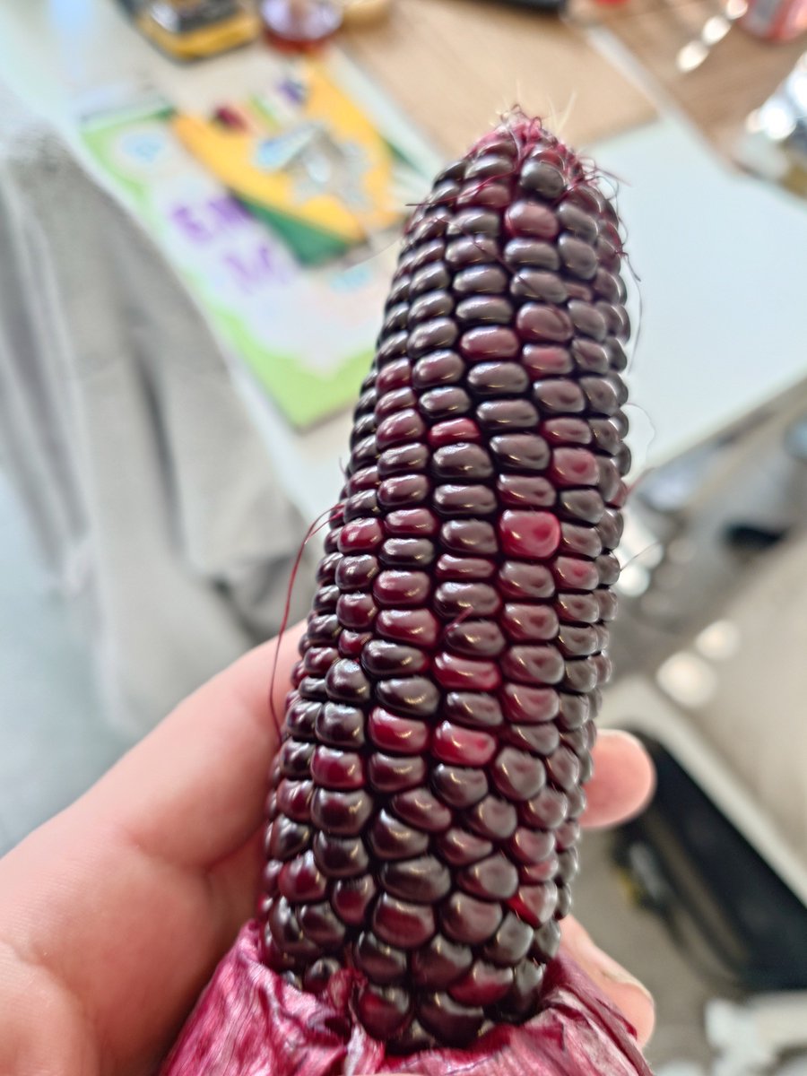 AlgoNFTBuddies's tweet image. Loook at my homegrown corn 🤯🌱
That's some beautiful corn right there 😂