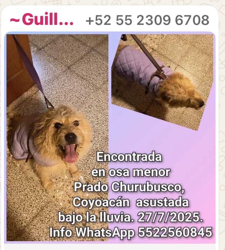 Sandra Segovia. Todos Somos Animales sí también tú (@segoviasan) on Twitter photo #CDMX ayúdanos a encontrar a su familia
<a href="/MascotasSismo/">Mascotas Sismo</a> @CaninaAmber <a href="/UbicapetMexico/">UBICAPET MÉXICO</a> <a href="/PerrosPerdidosA/">Mascotas perdidas</a> <a href="/PerrosPerdidosA/">Mascotas perdidas</a> <a href="/PrrosPerdidosMX/">PerrosPerdidosMx</a> <a href="/PerdiMiMascota/">PerdiMiMascota</a> <a href="/PerdiDogsMx/">PerdiDogsMx</a> <a href="/lawera33/">Perros Encontrados sin su dueño</a> <a href="/mascotasdifunde/">Difusión de mascotas</a> #CDMX ayúdanos a encontrar a su familia
<a href="/MascotasSismo/">Mascotas Sismo</a> @CaninaAmber <a href="/UbicapetMexico/">UBICAPET MÉXICO</a> <a href="/PerrosPerdidosA/">Mascotas perdidas</a> <a href="/PerrosPerdidosA/">Mascotas perdidas</a> <a href="/PrrosPerdidosMX/">PerrosPerdidosMx</a> <a href="/PerdiMiMascota/">PerdiMiMascota</a> <a href="/PerdiDogsMx/">PerdiDogsMx</a> <a href="/lawera33/">Perros Encontrados sin su dueño</a> <a href="/mascotasdifunde/">Difusión de mascotas</a>