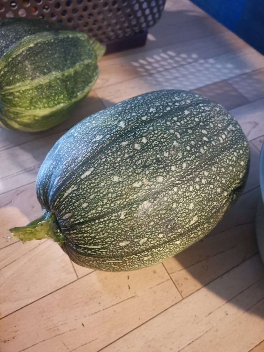 kittylt's tweet image. Récolte du soir jardin 😍😊