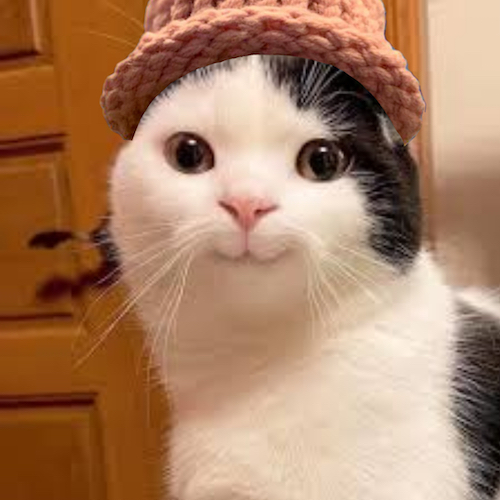 CWIFcats's tweet image. Caught in the act 😸🧢 $cwif