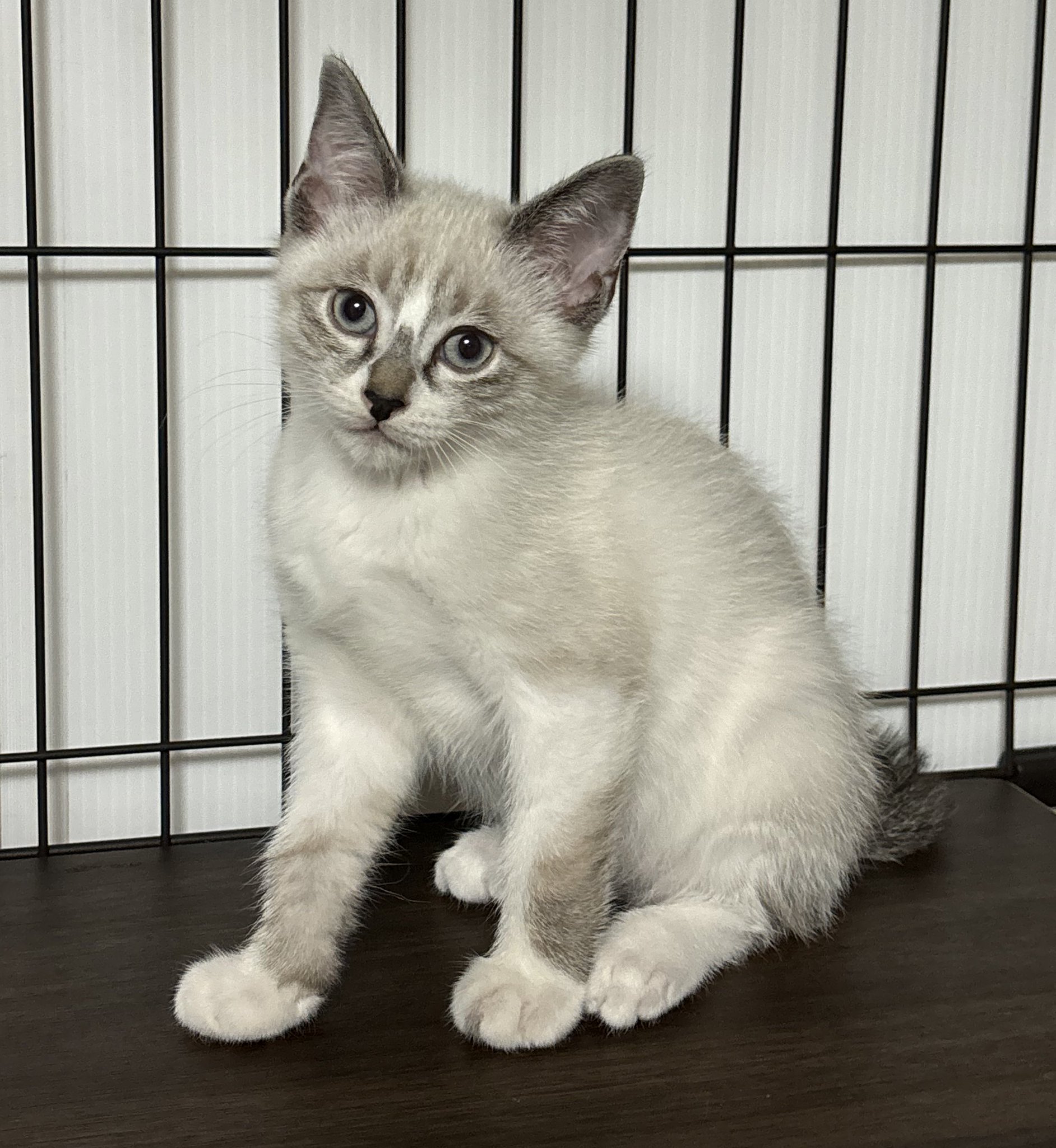 ねこ☆ キレダス アスリート 新品未開封 Amazon | R.C.W 橘猫工業 1/100 赤閃霊 紅閃霊 火喰鳥 モデル