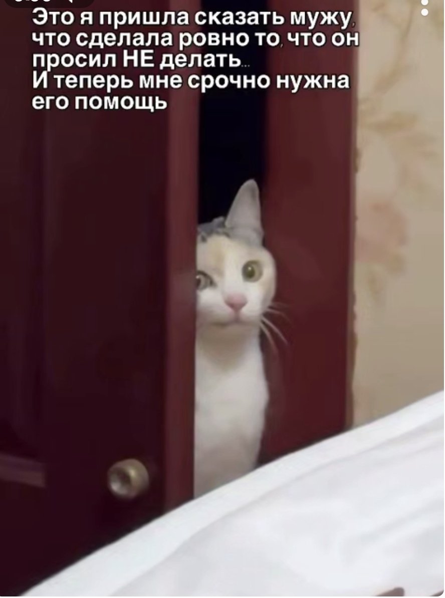 SemennicovaV's tweet image. 