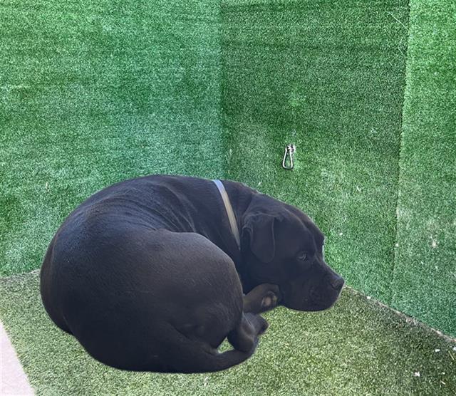 #A5716122
Spayed female, black Pit Bull Terrier
8 years old.
PetHarbor.com/pet.asp?uaid=L…