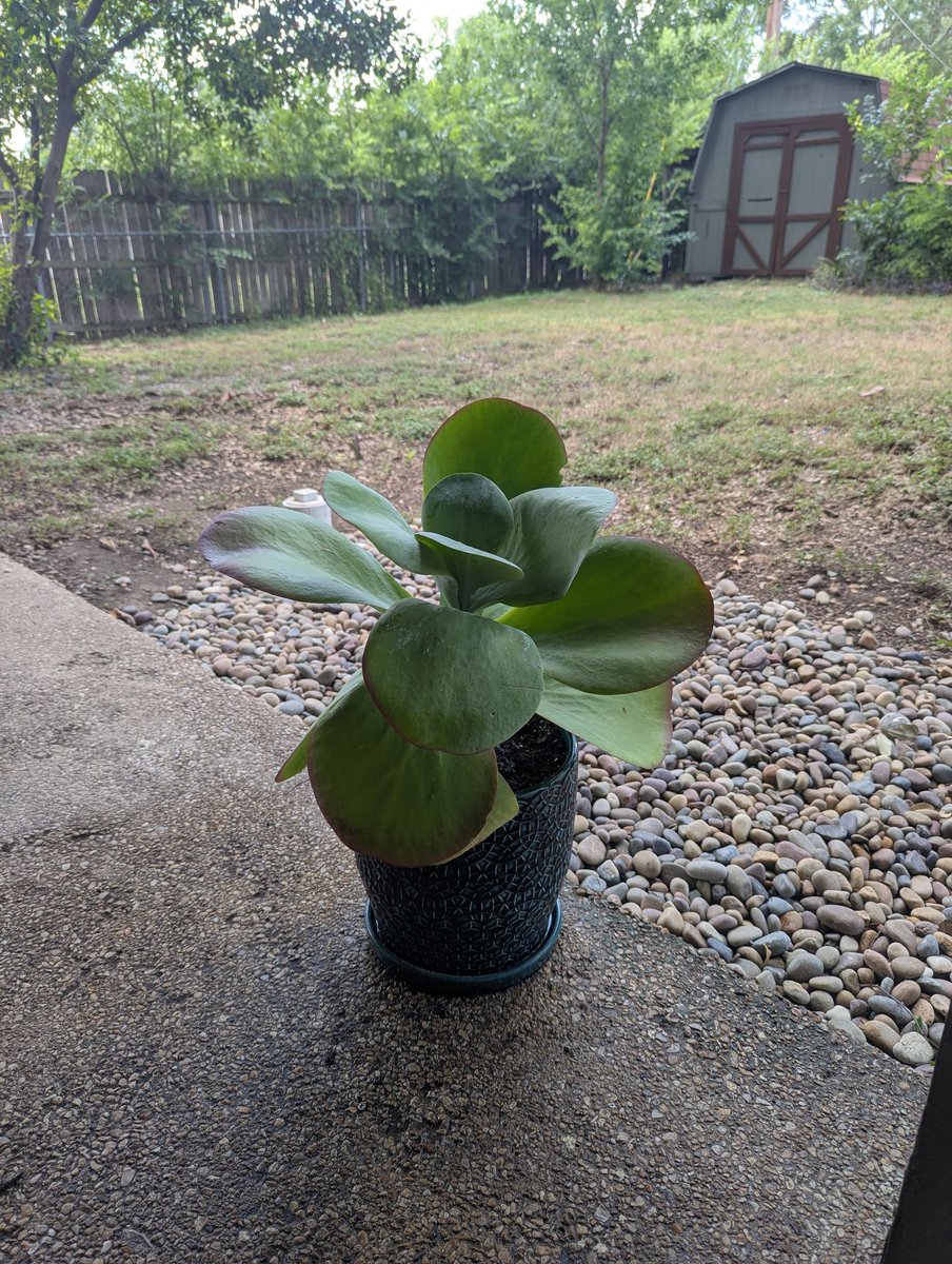 doaknet's tweet image. This is the biggest succulent I&apos;ve ever seen. I had to purchase it.