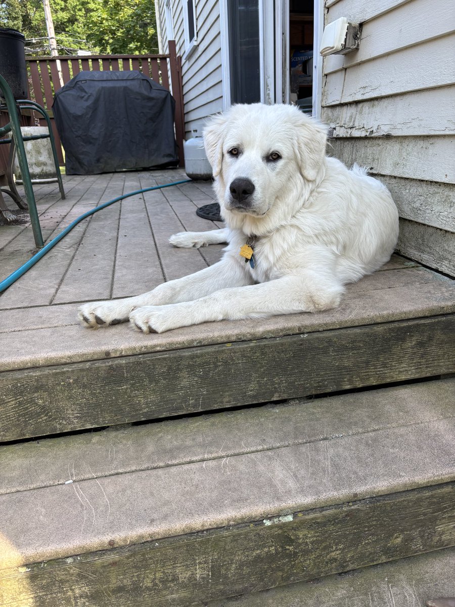 NancyLannom's tweet photo. @buitengebieden This is Norman. He’s a six month old Great Pyrenees that I rescued from Kentucky. https://t.co/TTUHF5XHAs