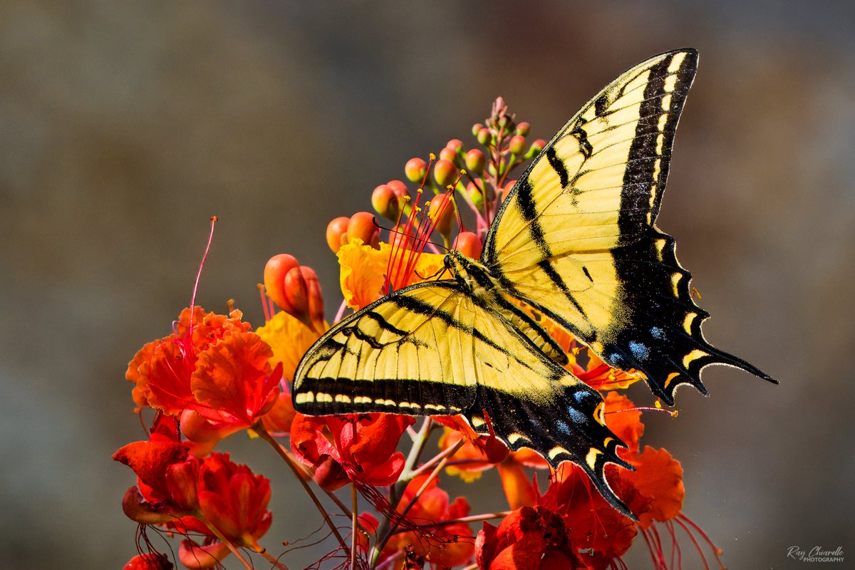 raychiarello's tweet image. Two-tailed Swallowtail in our backyard this afternoon.
#Butterfly #Nature #ElPaso #Texas