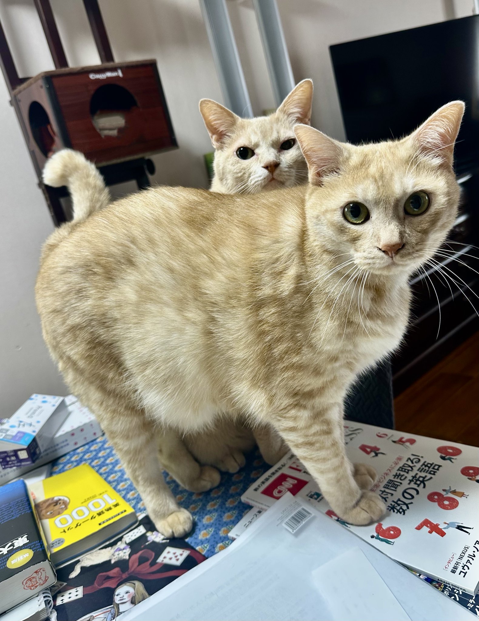 ねこいる様　確認ページ Nyantech であの猫のこんな写真を見つけたい ~ マルチモーダル