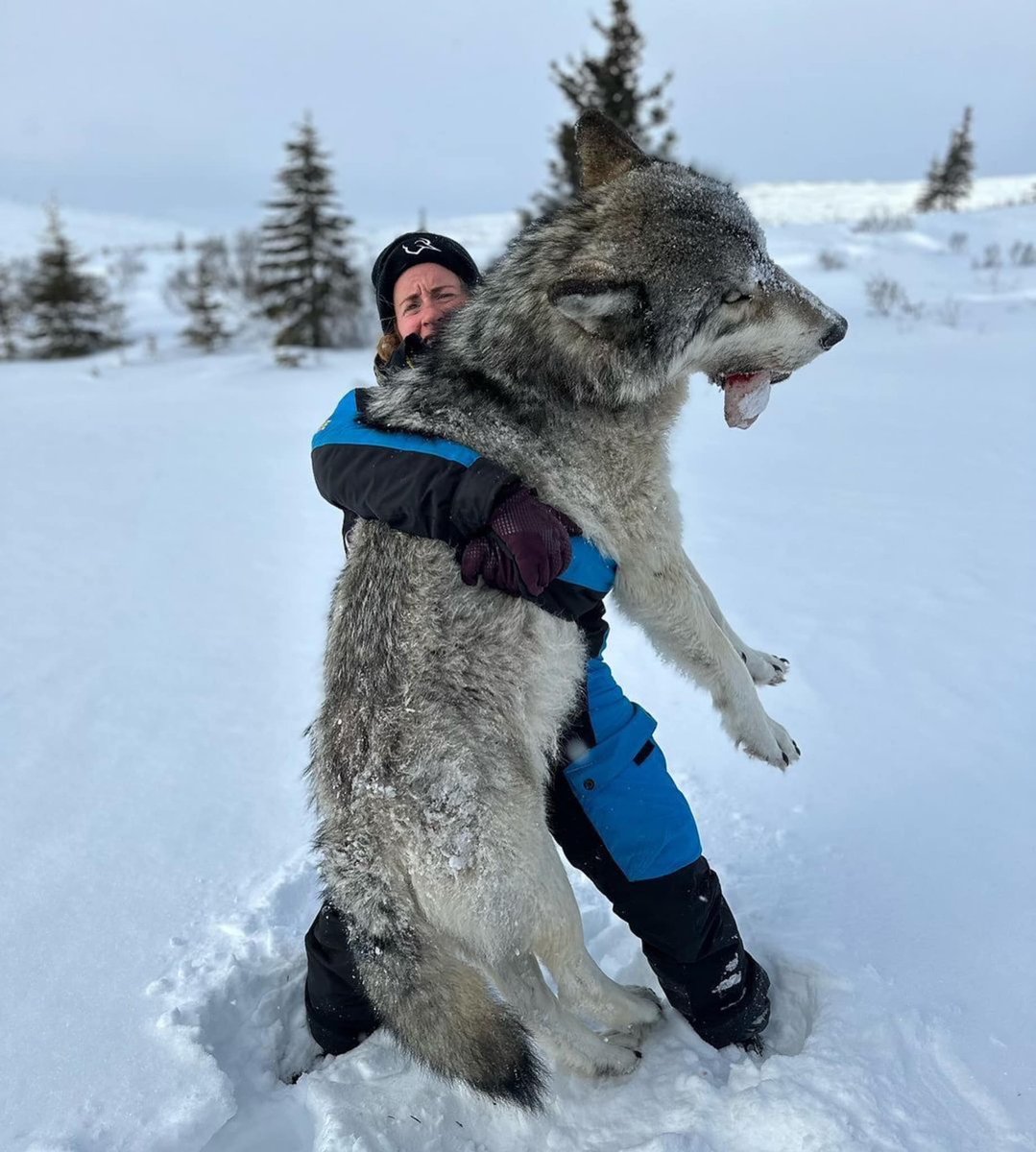 Rust Belt Kid (@rustbeltkid1) on Twitter photo Wolves:
- will kill for sport
- will not tolerate other canines in their range
- are like 3 times the size of your dog
If you aren't quite sure whether you saw a wolf or a coyote, you saw a coyote. Wolves:
- will kill for sport
- will not tolerate other canines in their range
- are like 3 times the size of your dog
If you aren't quite sure whether you saw a wolf or a coyote, you saw a coyote.