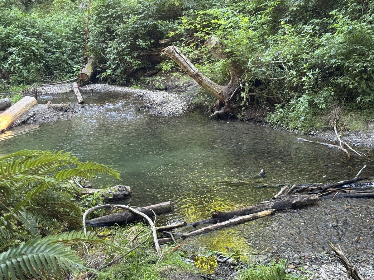 Just did an amazing cold plunge in the pool of this brook near my house. Cold as fuck (gasp reflex-worthy) but so refreshing after a hot day outside and sans AC (I live in a cabin these days lol. Roughin’ it.) Natural water beats plunge tub or pool every damn time.