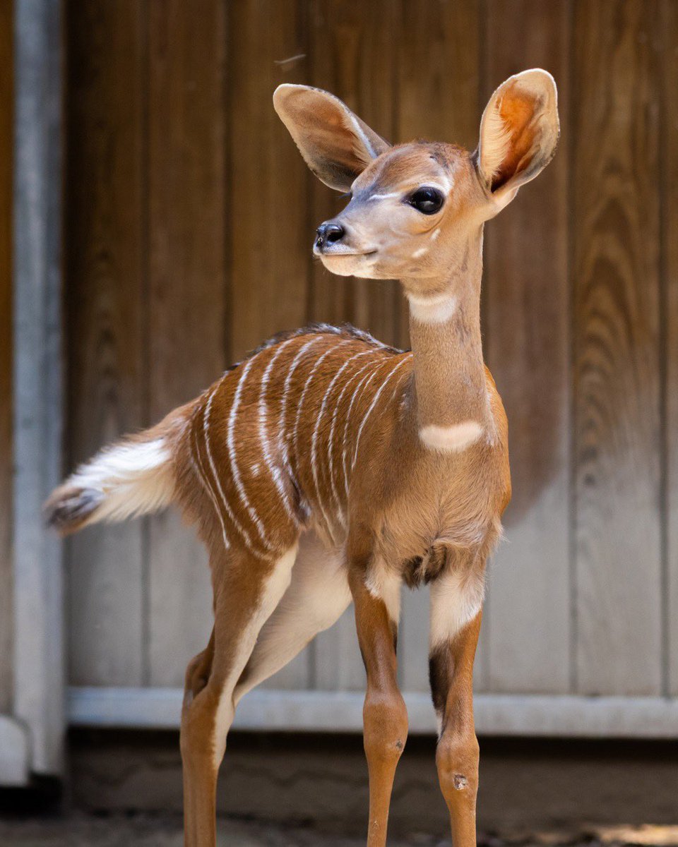 FortWorthZoo's tweet image. Tiny Tito! 🫶 Meet our newest lesser kudu calf, Tito!
This little guy was born to mom, Tangerine, in late June. Tito has remained behind the scenes so far, bonding with mom, but keep an eye out for him on-habitat in the coming weeks!