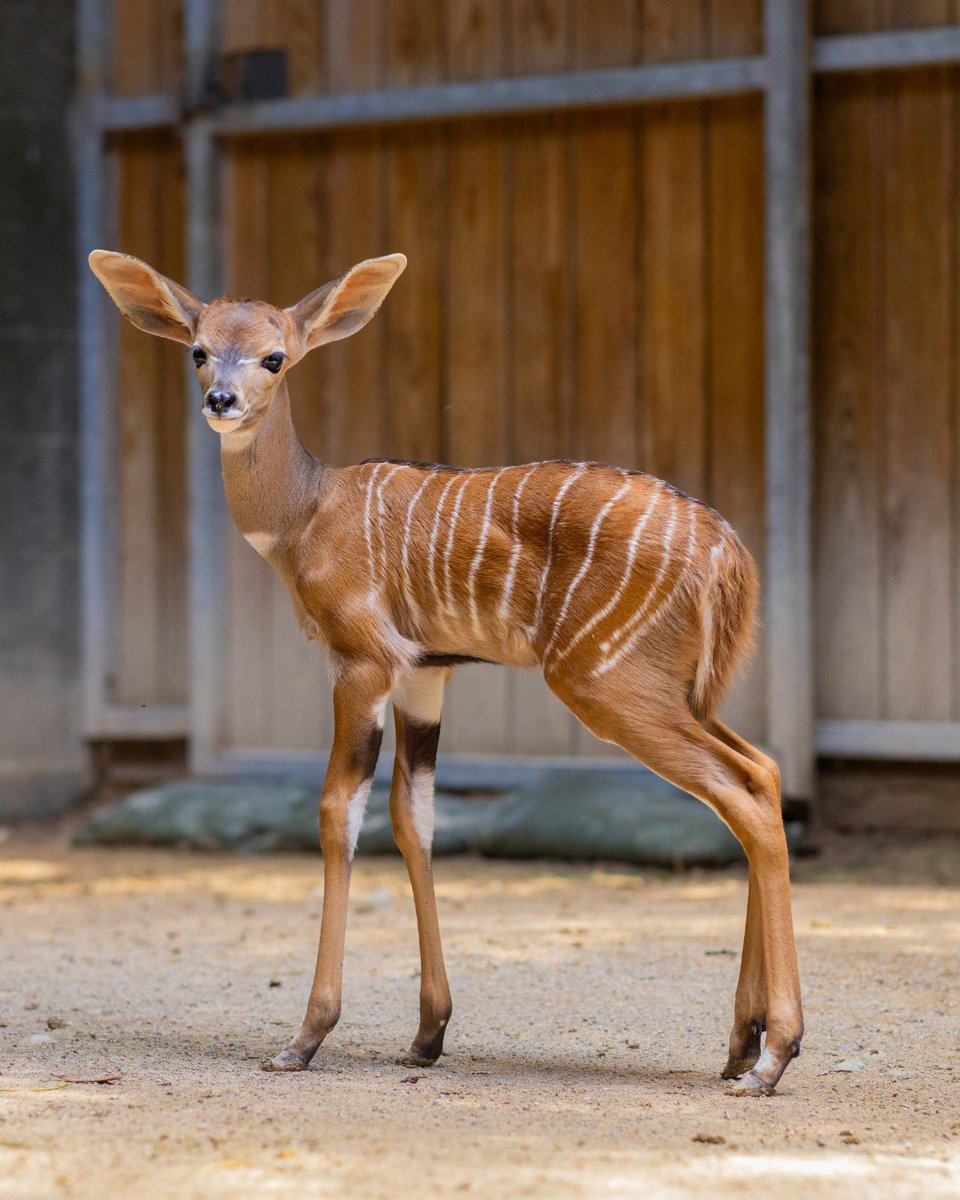 FortWorthZoo's tweet image. Tiny Tito! 🫶 Meet our newest lesser kudu calf, Tito!
This little guy was born to mom, Tangerine, in late June. Tito has remained behind the scenes so far, bonding with mom, but keep an eye out for him on-habitat in the coming weeks!