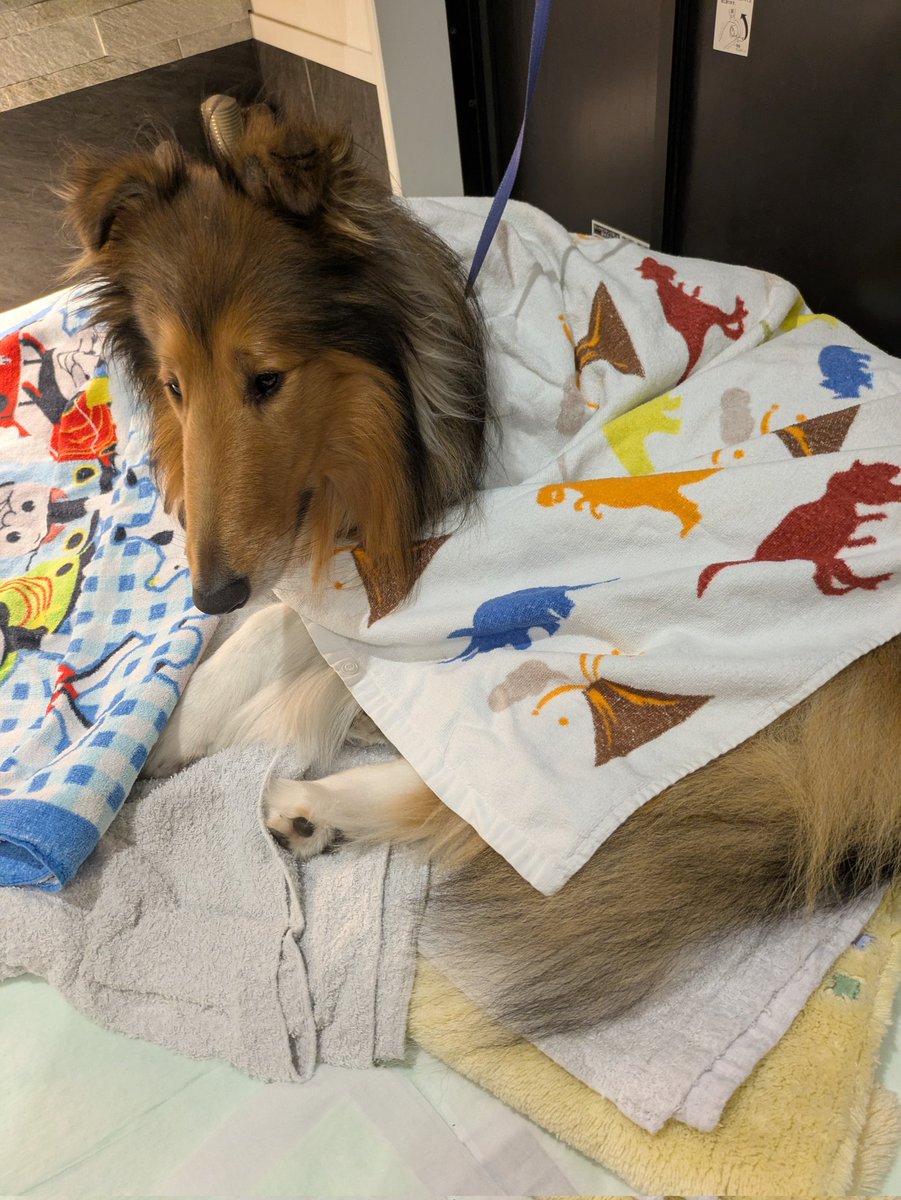 マノア少し前にお腹を壊して療養しました🥹すぐに良くなりましたが
色々調べていた時にフィラリアのお薬のコリー系統の子たちの情報を目にしました
今回とは無関係ですが
コリーシェルティの皆さん何を飲ませていますか？
うちはネクスガードスペクトラですが
変えたほうがいいのかな？と教えて下さい