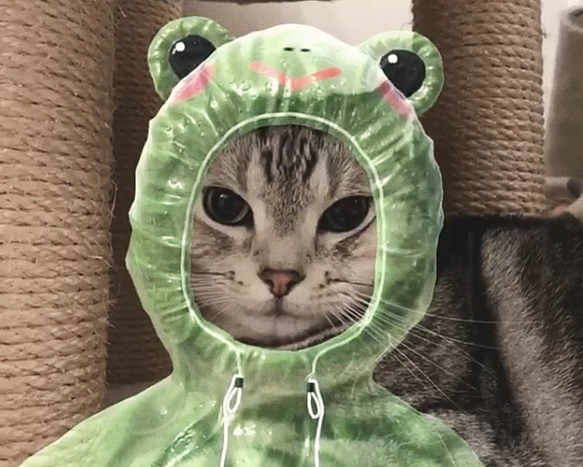 T0MMIEPICKLES's tweet photo. he hates me https://t.co/rA7znRCxlq