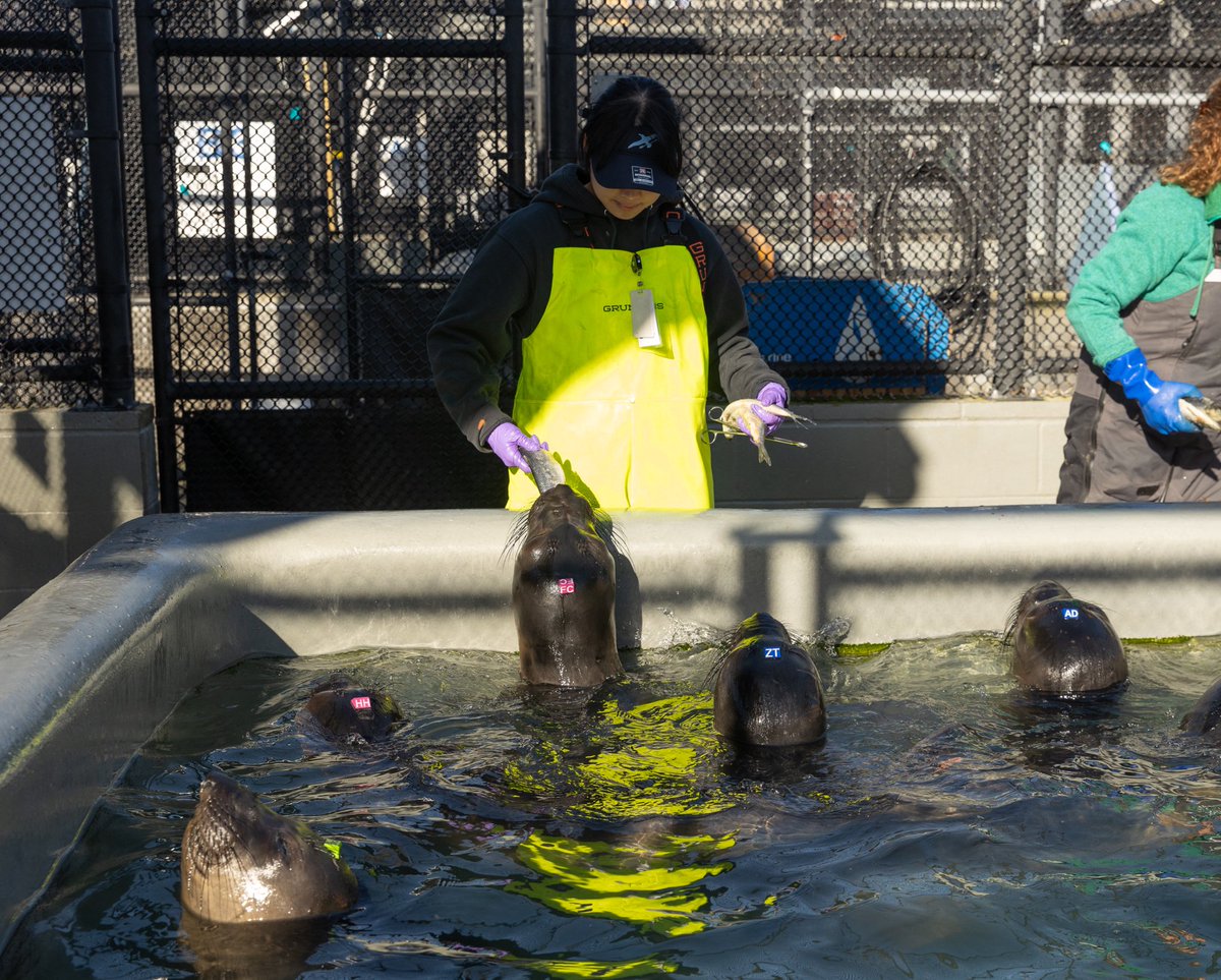 TMMC's tweet image. Youth Crew is an opportunity for aspiring conservationists to volunteer alongside our experts ππ¦ Which is why we're so excited to offer financial assistance to qualifying youth π Find full details, Q&A session information, and apply at bit.ly/3zRIFz5.