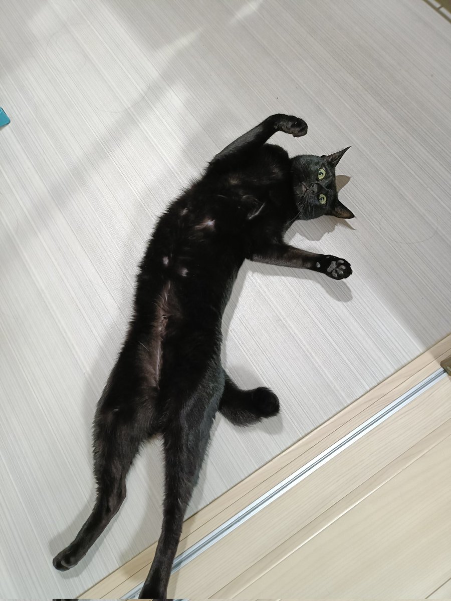 黒猫 ぽてと on X: 
