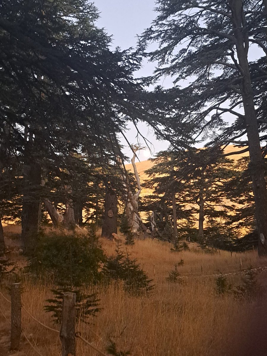 Ahed Elias tweet media