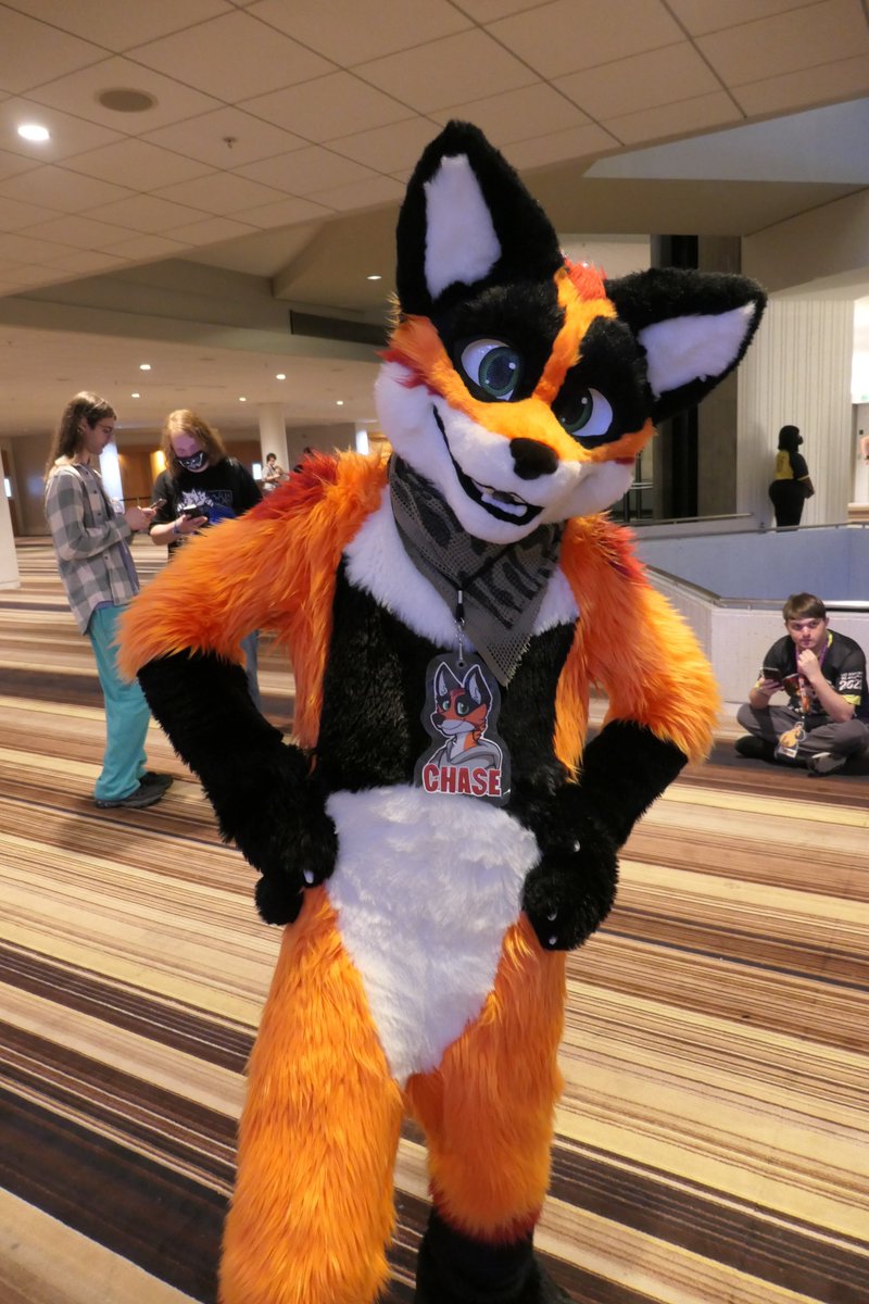 Chase the Fox tweet media