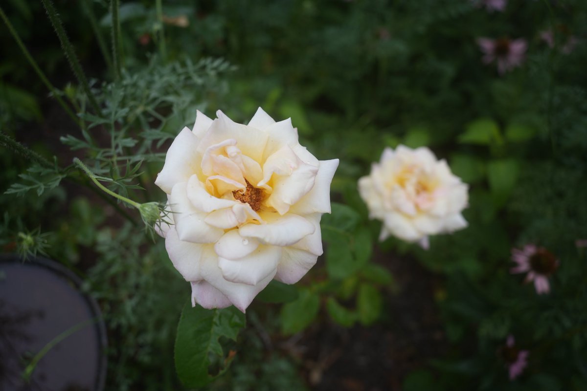 TiredActor's tweet image. First pictures with my new camera! (Still fundraising for a better lens, but this one will do for now 😌)