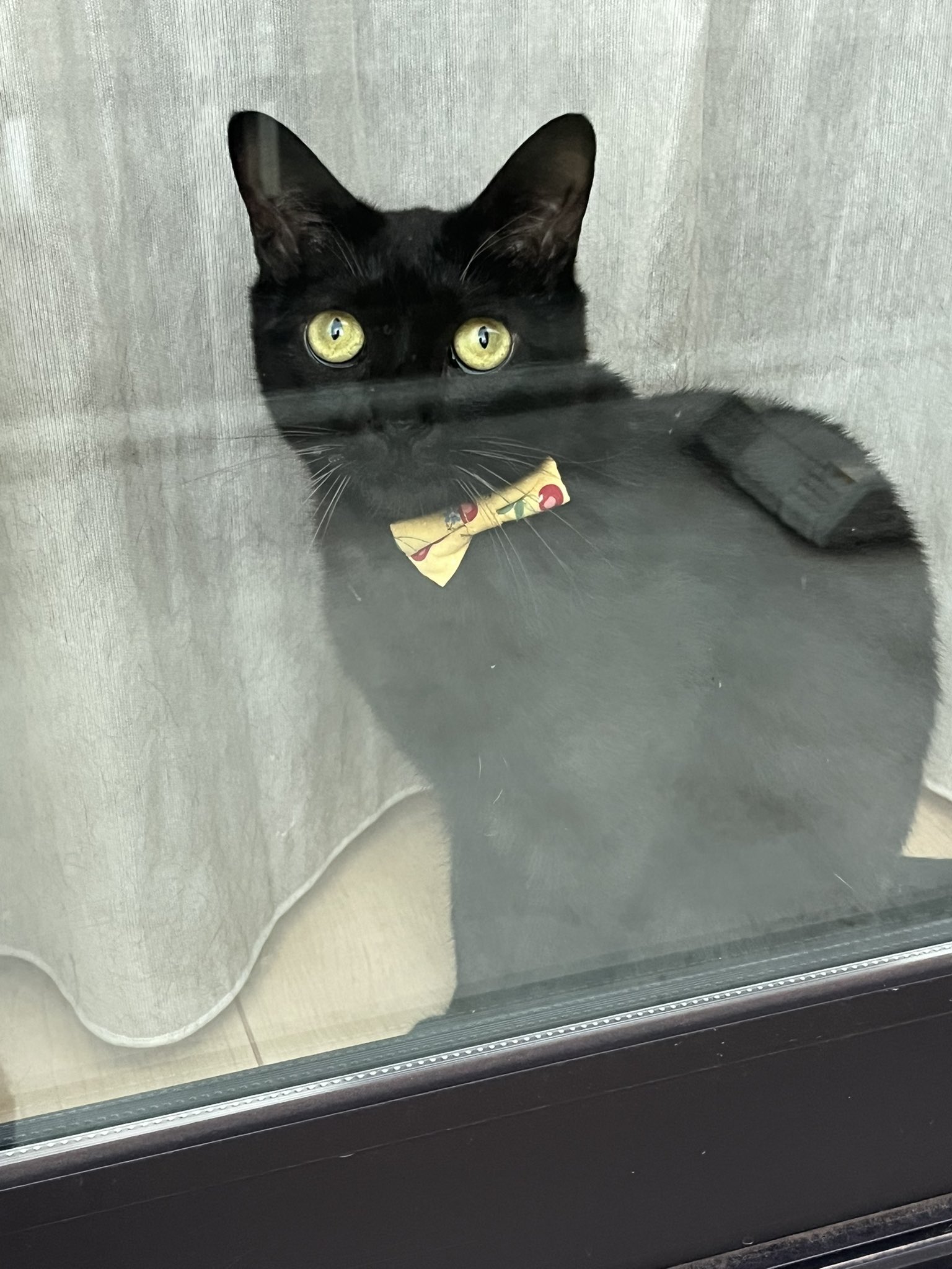 黒猫（12月8日　19時まで） 五月と水月と葉月 on X: 