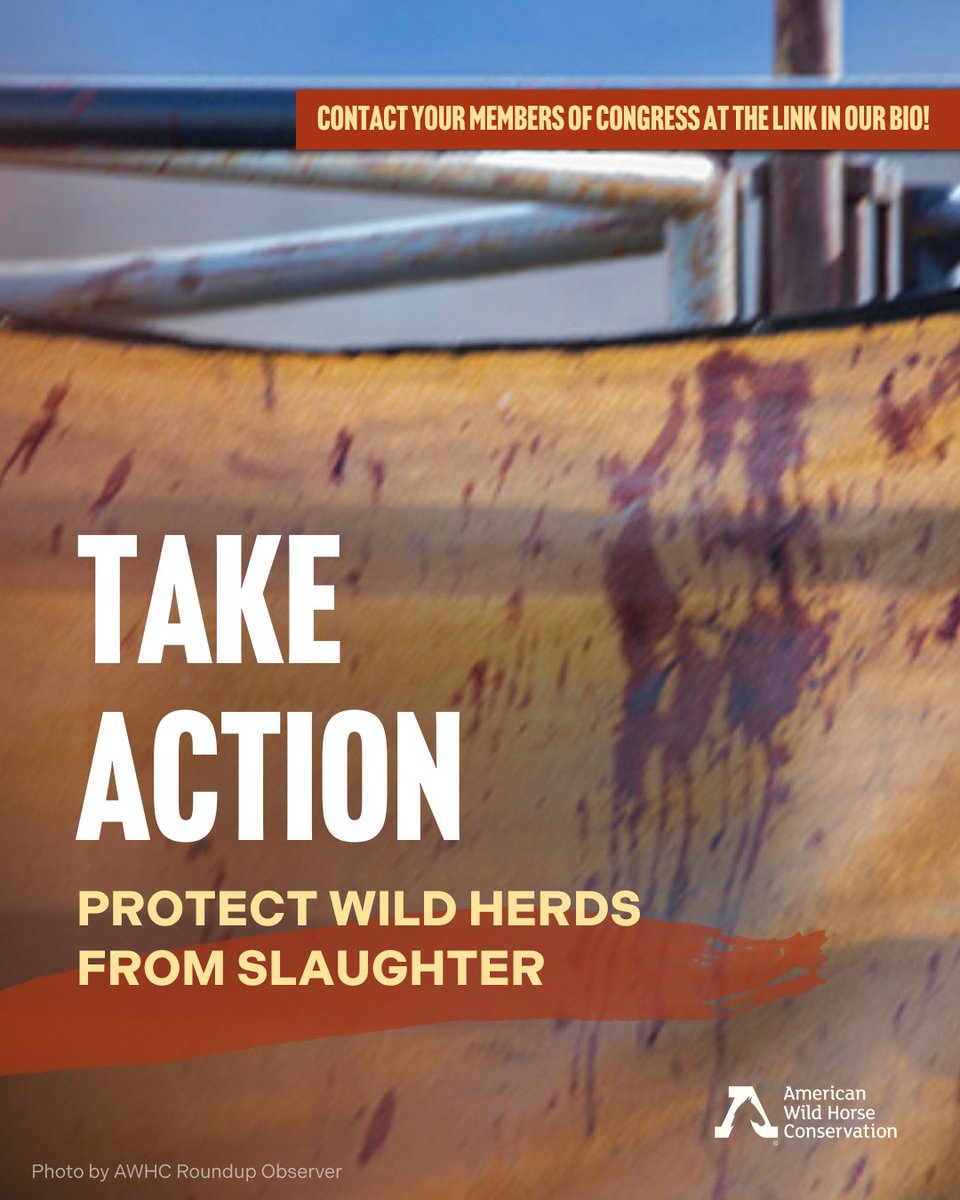 FreeWildHorses's tweet image. On Monday, the House Interior Appropriations Subcommittee released its FY26 funding bill—and it keeps the slaughter ban in place! But the fight is far from over. The bill still needs to pass the full House Appropriations Committee and the Senate. Act now!: bit.ly/3GPs07V