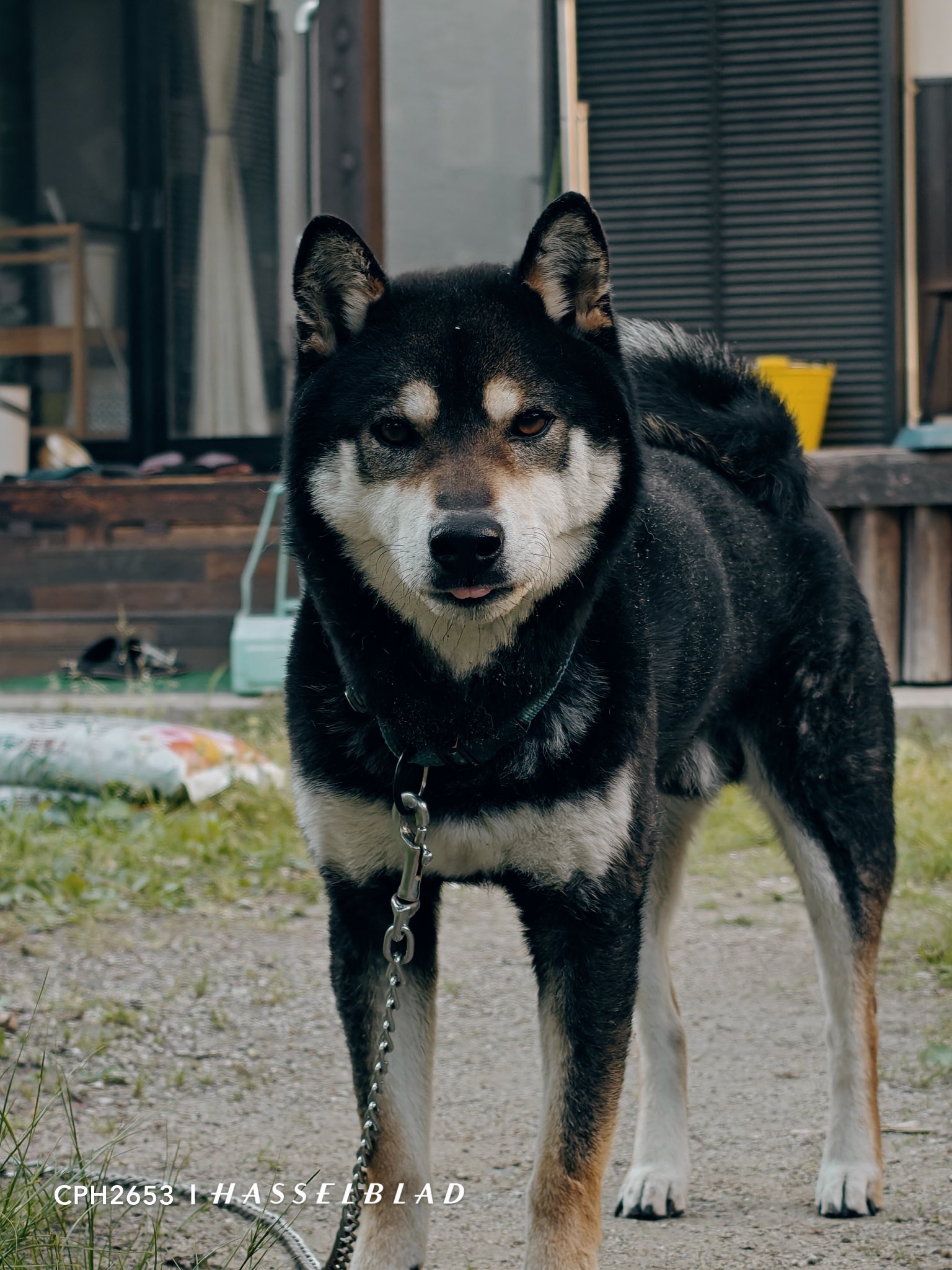 イベ価格特大★不要な人を見極め真実を見抜く犬オルゴナイト Amazon | VALUE TRUST 犬 お散歩ライト LED 夜間 夜 ライト 光る