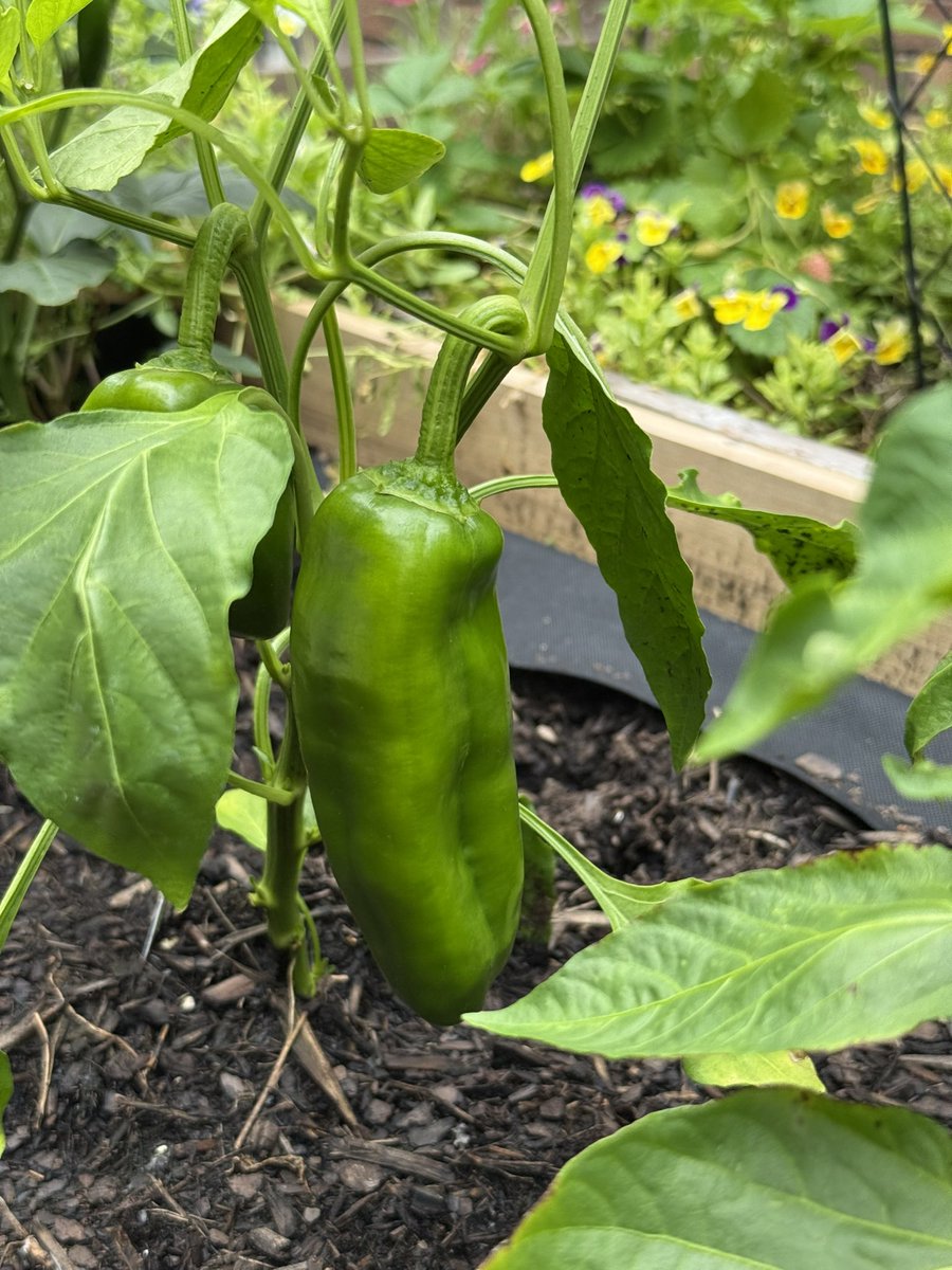 Matty Chucks tweet media