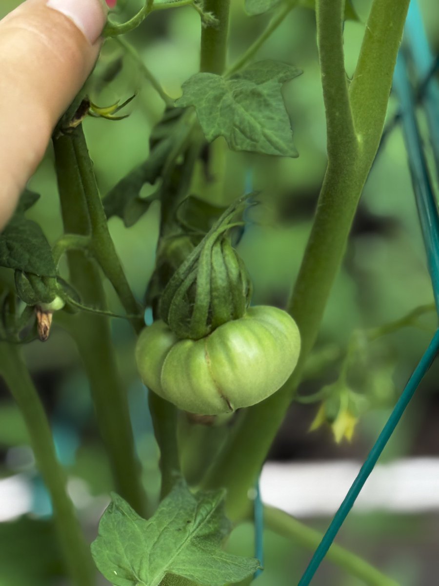 Matty Chucks tweet media