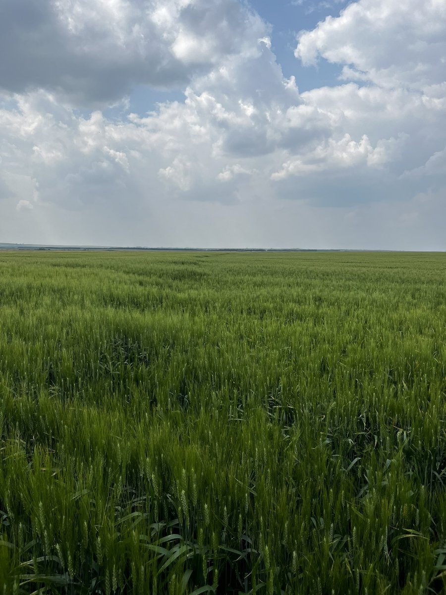 Manipulator doing its job on Stronghold durum <a href="/belchimcanada/">Belchim Canada</a> #manipulatorPGR #westcndag  #variablerate