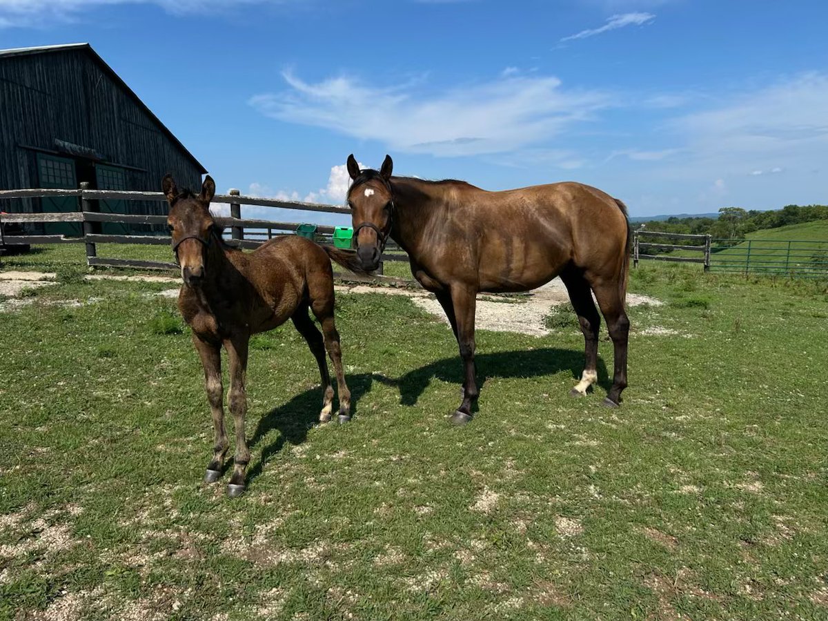 If there’s a 2025 foal I’m excited about, it’s Often Tipsy’s Mo Town colt. One of my favorite matings I’ve had the honor of planning, hoping this (not-so-)little guy does <a href="/LBBStables/">Little Blue Bird Stables</a> proud. Tipsy being a member of family 8c screamed Uncle Mo to me, and she threw a nice one