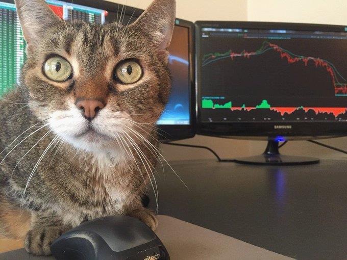 I also want to have such a cute little one to accompany me at work. 🪐