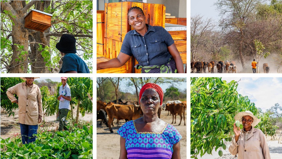UNDP Africa (@undpafrica) on Twitter photo With support from our partners, <a href="/theGEF/">Global Environment Facility (GEF)</a> funding helps countries across🌍adapt to #ClimateChange.
In #Namibia 🇳🇦, communities are restoring livelihoods through vegetable farming, beekeeping, milling & cattle rearing.
More➡️bit.ly/3TMLwoy
#Partnerships4SDGs With support from our partners, <a href="/theGEF/">Global Environment Facility (GEF)</a> funding helps countries across🌍adapt to #ClimateChange.
In #Namibia 🇳🇦, communities are restoring livelihoods through vegetable farming, beekeeping, milling & cattle rearing.
More➡️bit.ly/3TMLwoy
#Partnerships4SDGs