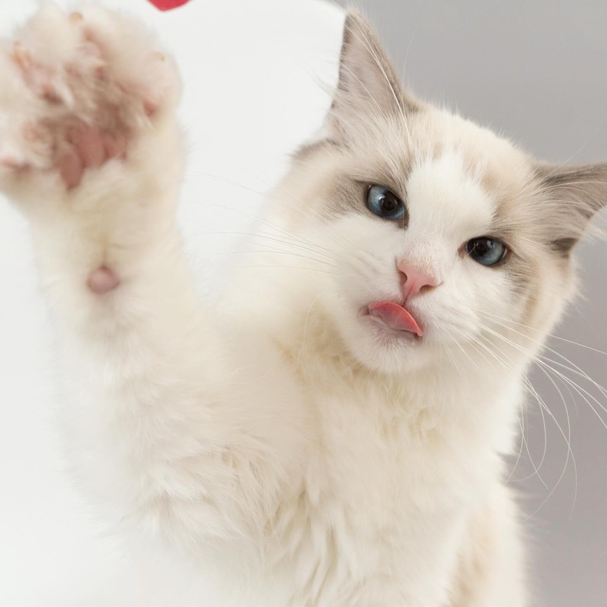 ねこ 楽天市場】【サマーセール開催中7/18-7/31】 セリームバイオ
