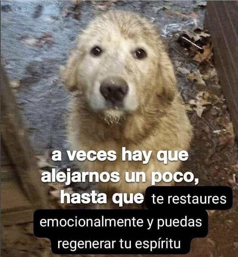 Dilo con perritos tweet media