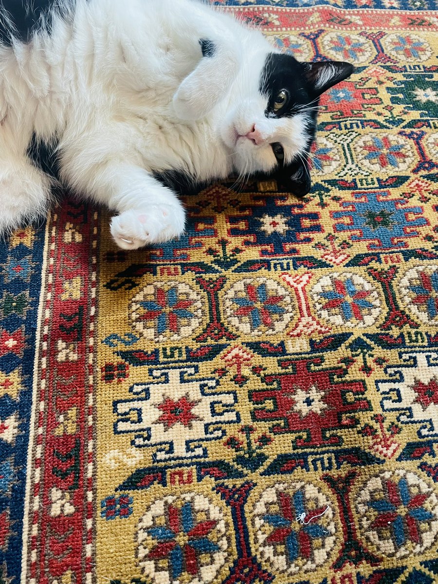nsamimi9's tweet image. tearing into antique rugs like it’s his full-time job.