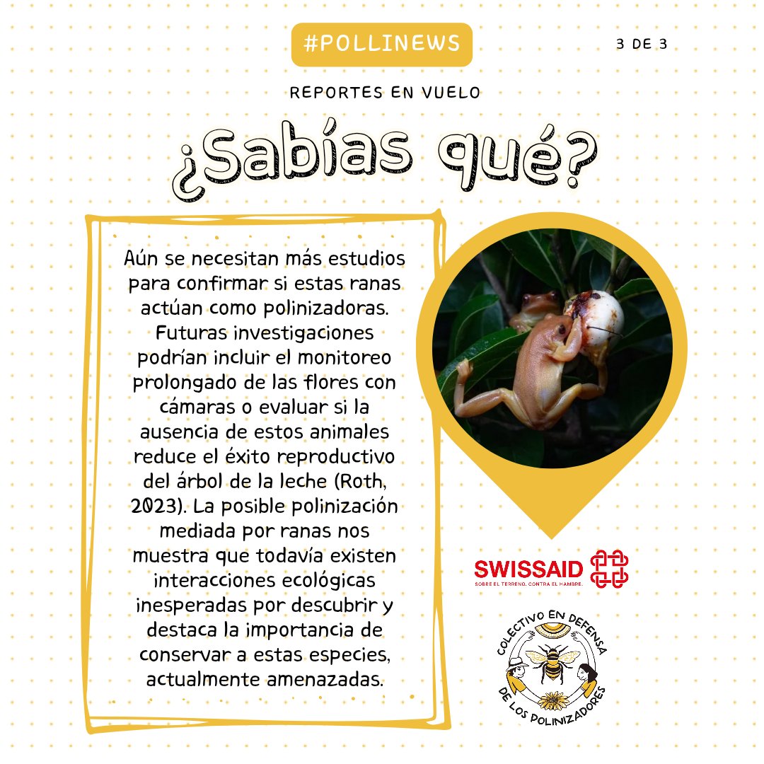 #PolliNews 🐝 Hoy en 𝕃𝕆𝕊 ℝ𝔼ℙ𝕆ℝ𝕋𝔼𝕊 𝔼ℕ 𝕍𝕌𝔼𝕃𝕆 ¿Sabías que existen ranas que pueden polinizar?
#AbejaYoTeElijo #ranas #anfibios #biodiversidad
<a href="/SwissaidEc/">SWISSAID Ecuador</a> <a href="/CabildoCivico/">Cabildo Cívico de Quito</a> <a href="/AcEcologica/">Acción Ecológica</a>