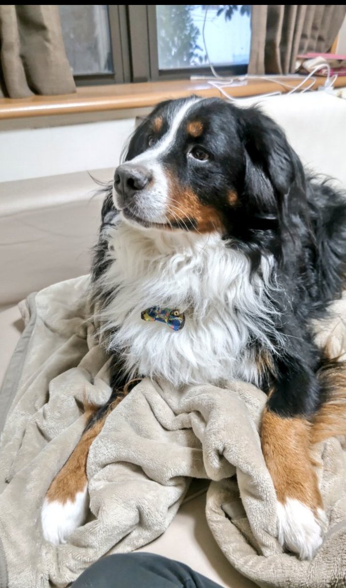 coco_bmd's tweet image. ごろごろ→むしゃむしゃ→うだうだ→ふらふら→もふもふ

だいたいそんな1日