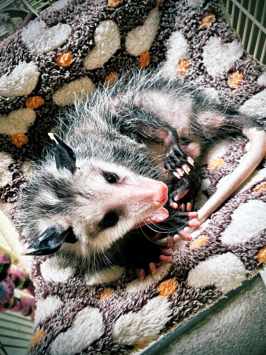 messbrooke's tweet image. don’t wake a sleeping francis #wildbaby #opossumrescue
