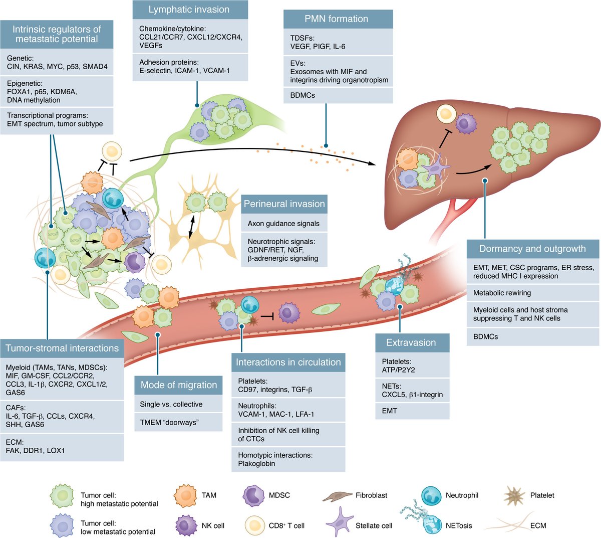 PancreaticCell's tweet image. 📢 Check out this new review to know how tumor-stroma crosstalk mechanisms shape metastatic progression in #PDAC!
@jclinicalinvest | bit.ly/44SLr83