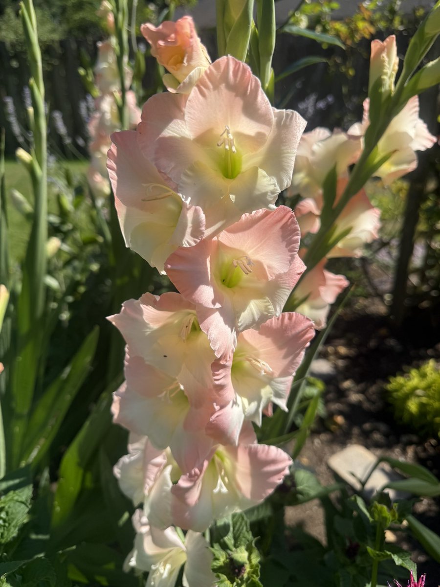 What’s blooming today- gladiolus!