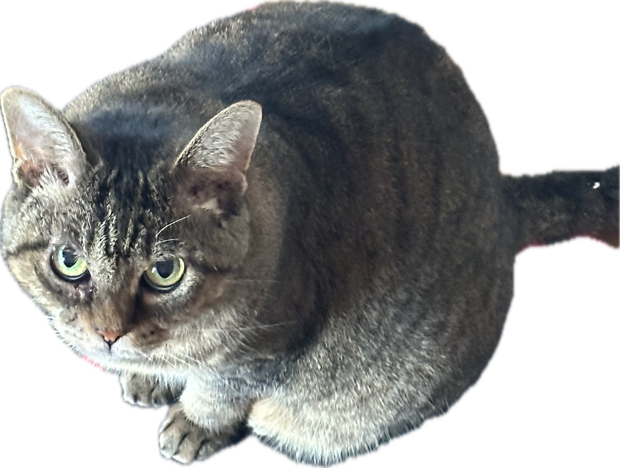 猫 どっち on X: 