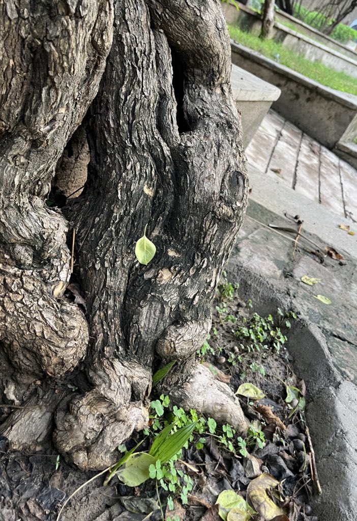 तुम्हारी बे-रुख़ी इक दिन हमारी जान ले लेगी
क़सम तुम को ज़रा सोचो कि दस्तूर-ए-वफ़ा किया है!!

#बहज़ाद_लखनवी