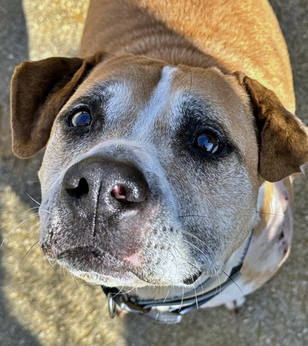 #Sevilla
Querida persona;
Después de mucho pensarlo, he pedido a un voluntario que desde mi jaula traduzca mis ladridos

Mi nombre es #MísterSpike, y ya he cumplido 10 años

Busco a alguien que me tienda una mano a pesar de mi estigma de raza PPP; soy noble, obediente; un