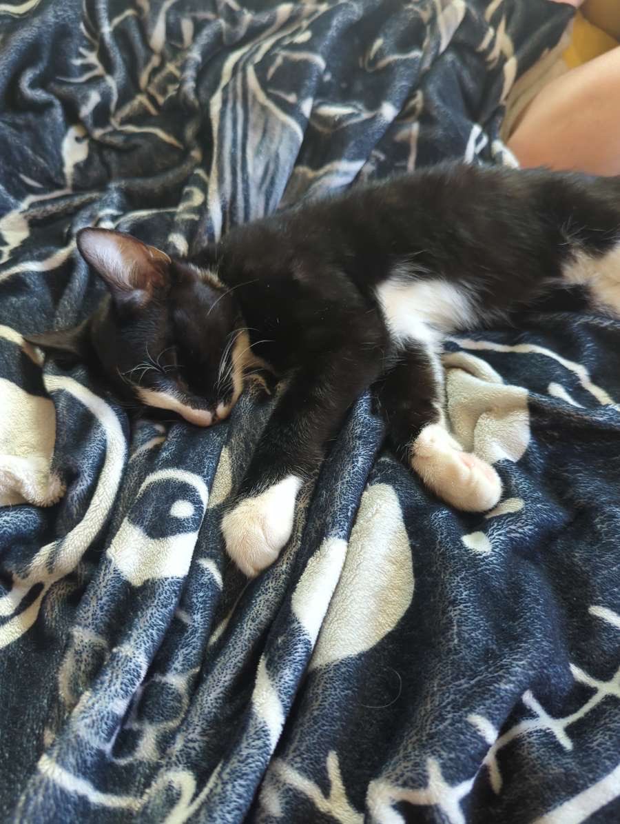 styllize's tweet image. oreo