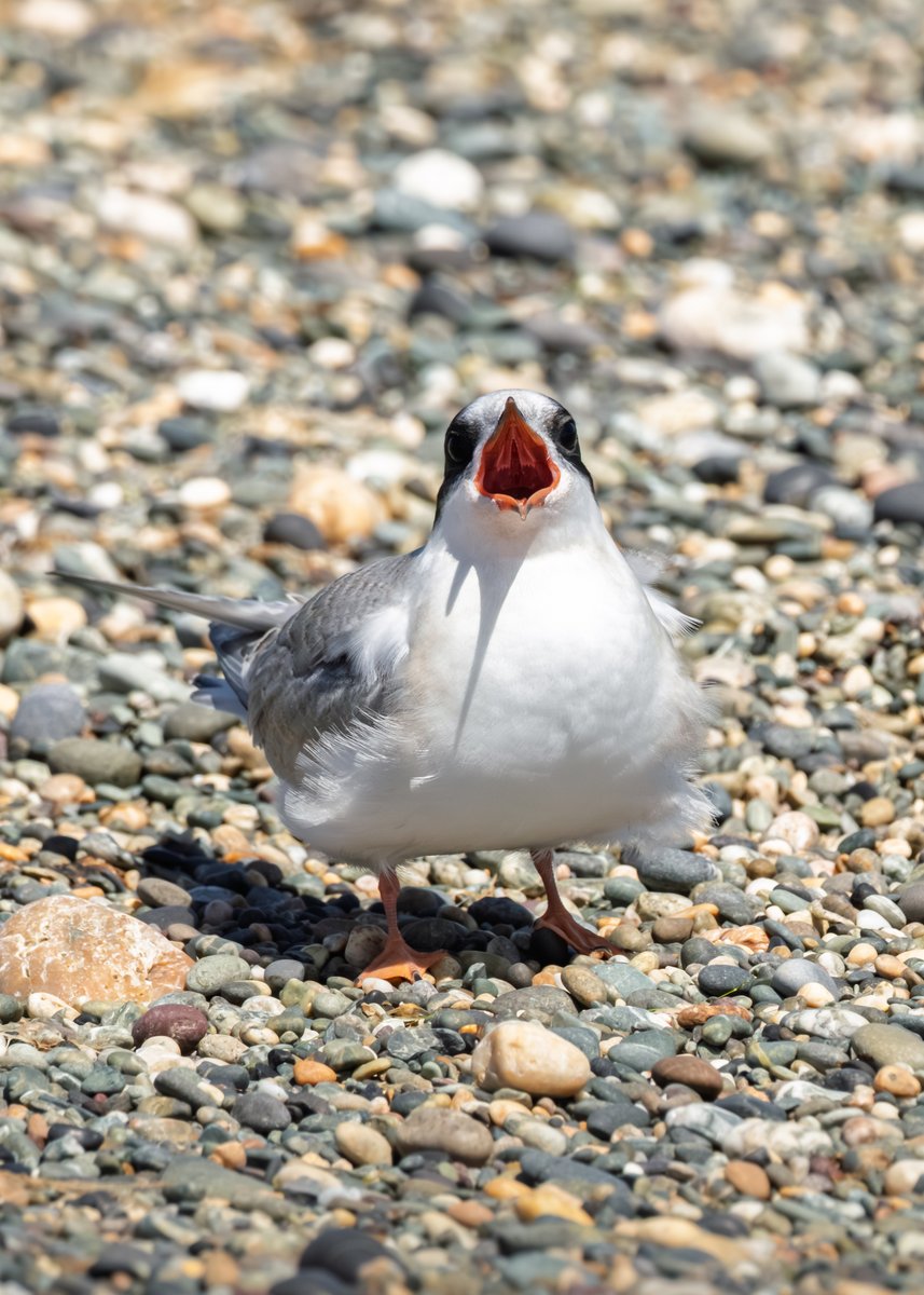midswildlife's tweet image. What I assume is an Arctic Tern and a juvenile Common Tern. The Arctic Tern ignored this begging juvenile as it landed on the beach at Cemlyn Bay.
#birdphotography #birdwatching #anglesey