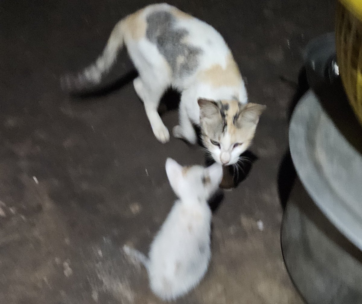 they were bit scared n shy to the  camera 🥺