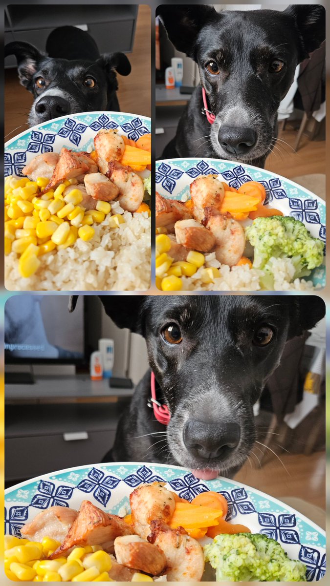 _fromhell_'s tweet image. Uma sequência perfeita ... Hahahahaha 🤣
#Pet
#Funny