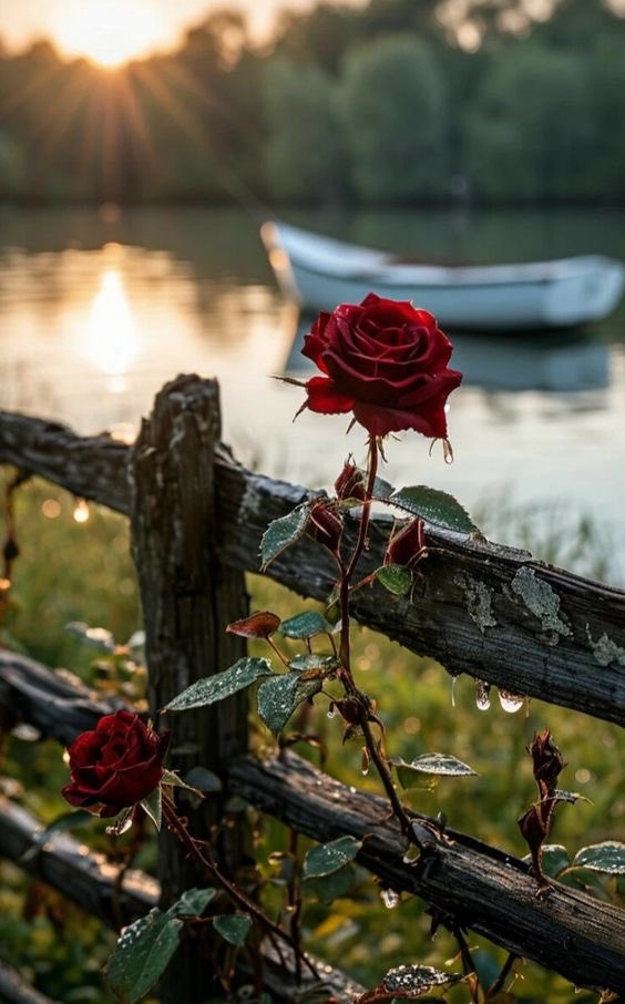 ،
،

لا تزرعوا في أرضنا أشواكا فلربما تأتون إلينا يوما حفاة.

،