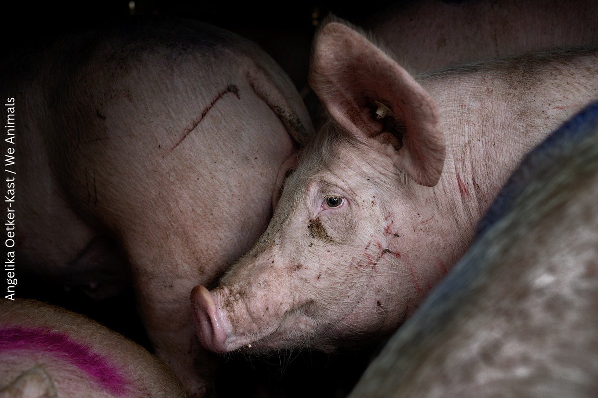 I'm not bacon. I'm not a hot dog. I'm not food. I'm not a product.

I am an individual. I am someone. I want to live. I want to be free.

Please live vegan for me. 🙏🐷

#vegan #animalrights #pigs #hotdogs